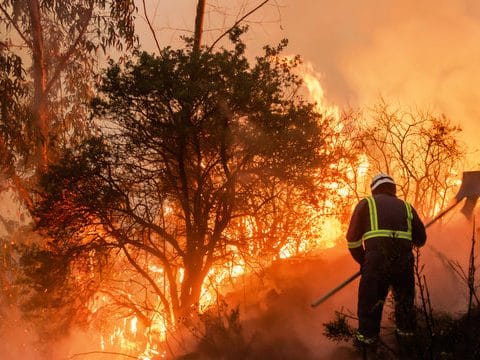 Reclamos Por Incendios Forestales En California