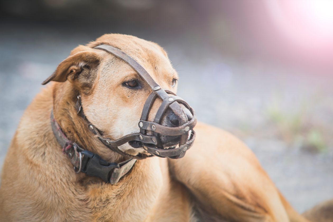 Abogados Especializados En Lesiones Por Mordeduras De Perros De Barstow
