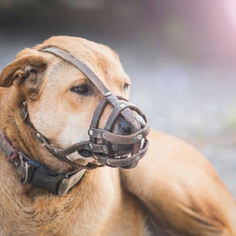 Abogados Especializados En Lesiones Por Mordeduras De Perros De Barstow