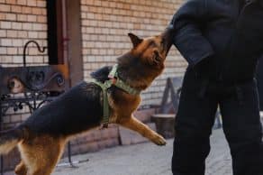 Abogados Especializados En Casos De Mordeduras De Perros En Fresno
