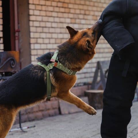 Abogados Especializados En Casos De Mordeduras De Perros En Fresno