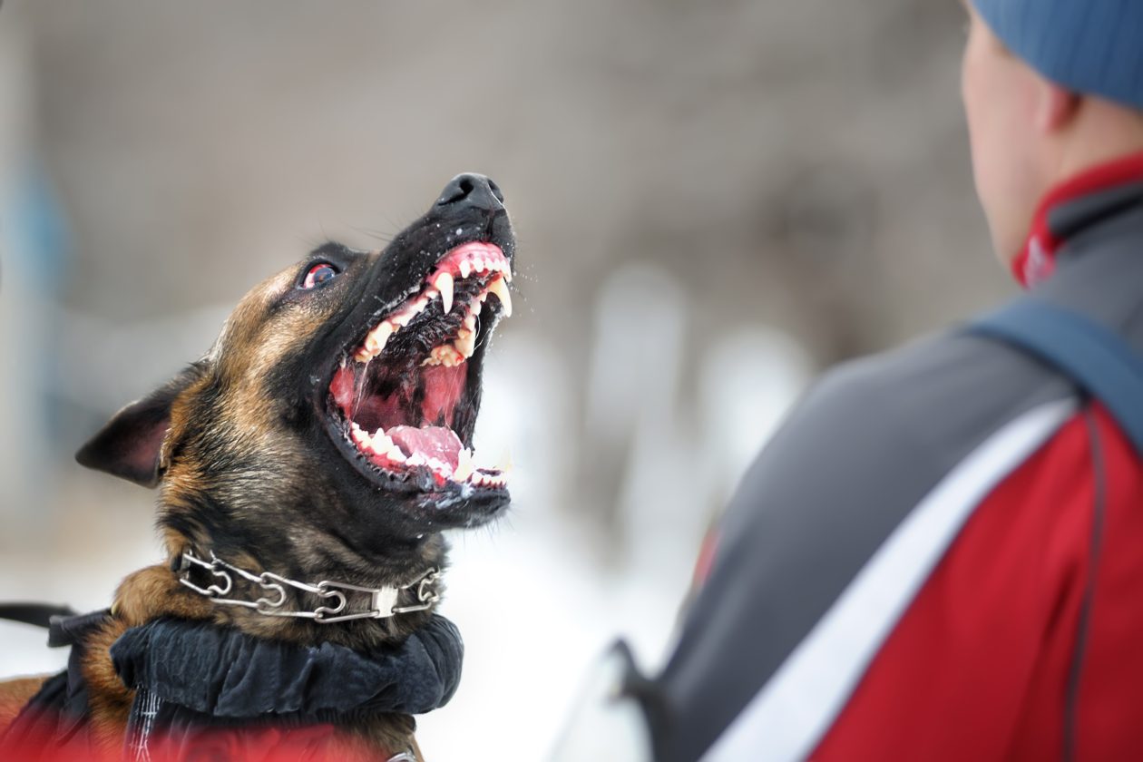 Compensación por Mordeduras de Perros: Abogados en Ontario