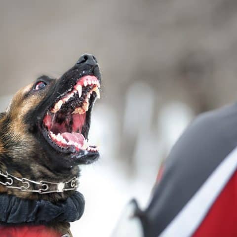 Compensación por Mordeduras de Perros: Abogados en Ontario