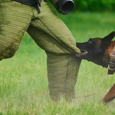 ¿Cómo Protegerte Legalmente Tras Una Mordedura De Perro?