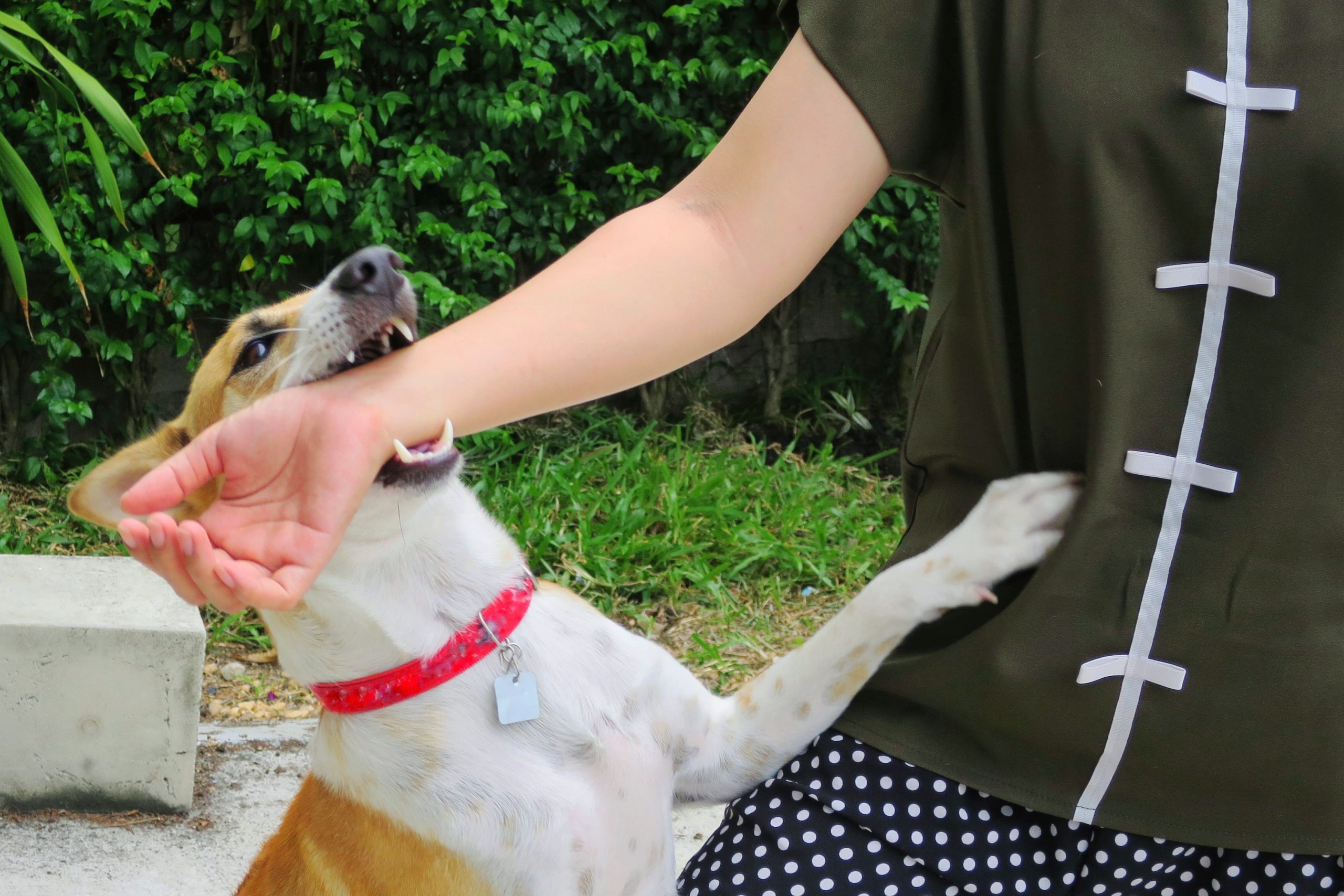 necesita una vacuna contra el tétanos con una mordedura de perro