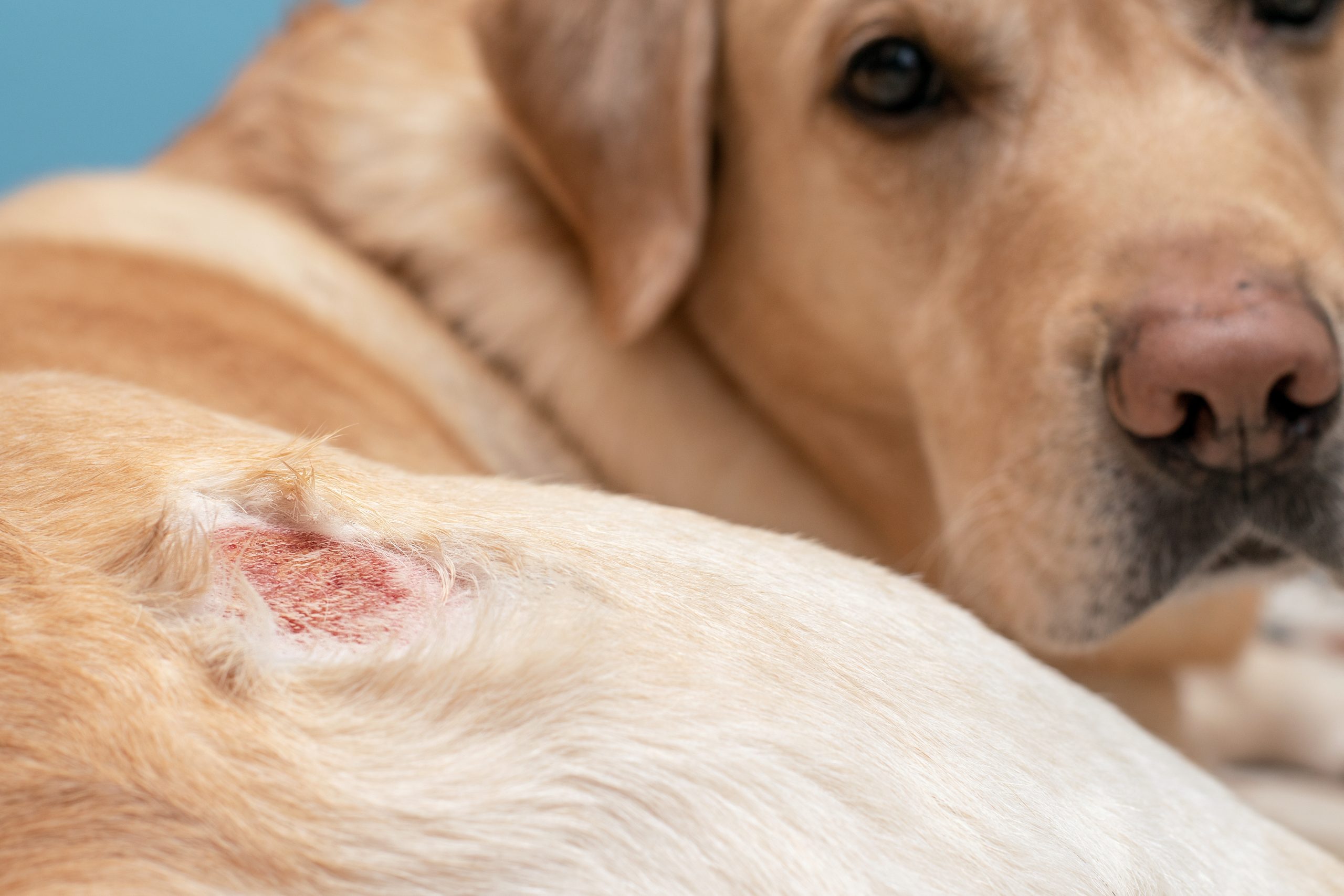 son las ardillas dañinas para los perros