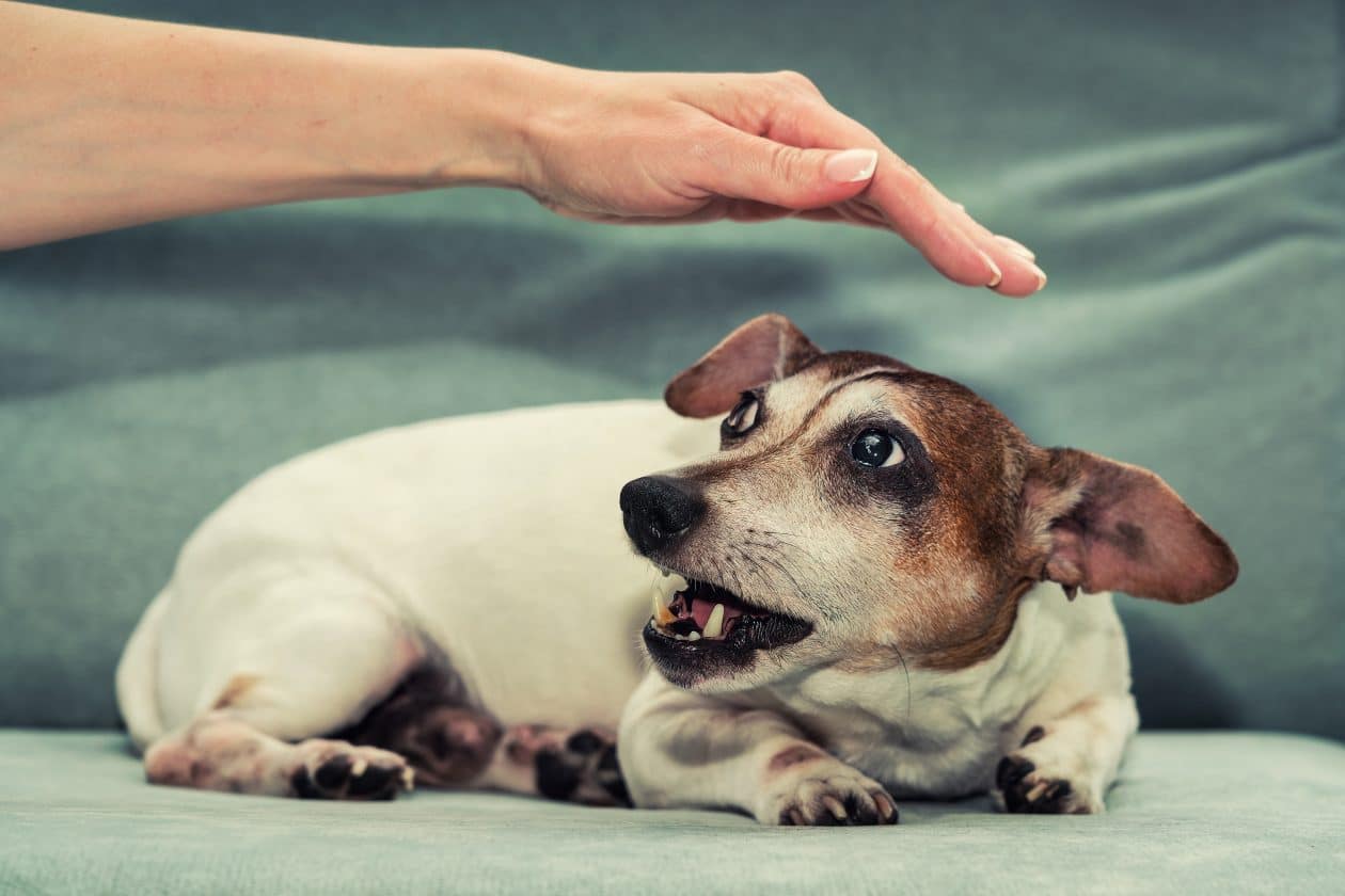 Perra Jack Russell terrier embarazada gruñe a la mano de una persona.