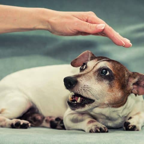 Perra Jack Russell terrier embarazada gruñe a la mano de una persona.