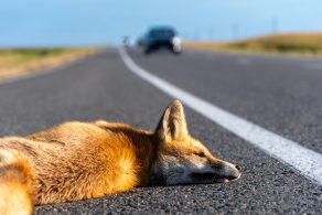 Un zorro yace inmóvil en medio de una carretera asfaltada, aparentemente atropellado. En el fondo, se ven vehículos acercándose en la distancia. El zorro está acostado junto a la línea blanca divisoria de la carretera, y el paisaje a ambos lados es plano y abierto.