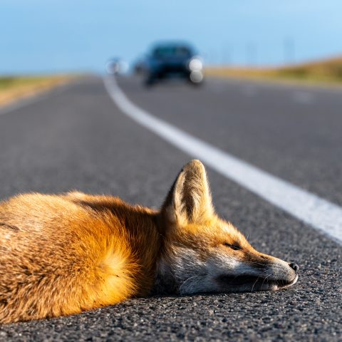 Un zorro yace inmóvil en medio de una carretera asfaltada, aparentemente atropellado. En el fondo, se ven vehículos acercándose en la distancia. El zorro está acostado junto a la línea blanca divisoria de la carretera, y el paisaje a ambos lados es plano y abierto.