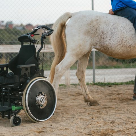 Abogados Especializados En Lesiones Por Animales De Buena Park