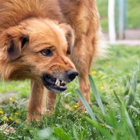 Guía Para Prevenir Mordeduras De Perro En Niños