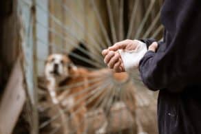 Abogados Especializados En Accidentes Por Mordeduras De Perros En Barstow